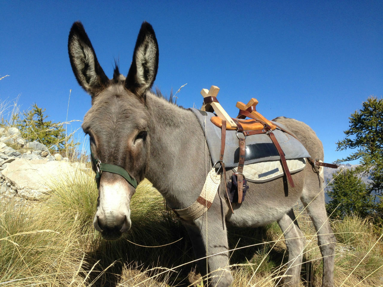 Ponpon, ou l’âne randonneur avec lequel nous nous sommes baladés