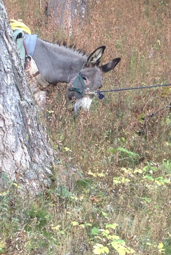 Ponpon rebelle ! Impossible de le faire avancer !